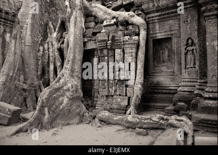 Baumwurzeln wachsen über die Ruinen von der Tempel Ta Prohm in der antiken Stadt in der Nähe von Siem Reap Angkor Stockfoto