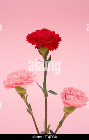 drei Nelken auf rosa Hintergrund Stockfoto