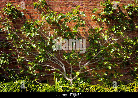 West Dean Gardens in der Nähe von Chichester, West Sussex, UK Stockfoto