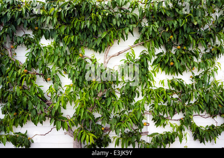 West Dean Gardens in der Nähe von Chichester, West Sussex, UK Stockfoto