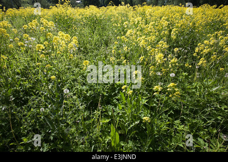 Bunias Orientalis, türkische Wartycabbage, Blumen Stockfoto