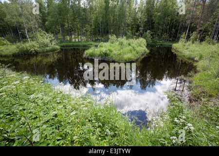 Karvajalka Fluss Feuchtgebiet, Taipalsaari Finnland Stockfoto