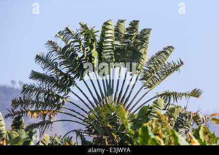 Der Baum Reisenden, auch genannt Traveler Palm (Ravenala Madagascariensis), fotografiert in Antsirabe, Madagaskar Stockfoto