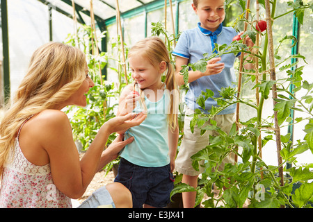 Mutter und Kinder, die Ernte von Tomaten im Gewächshaus Stockfoto