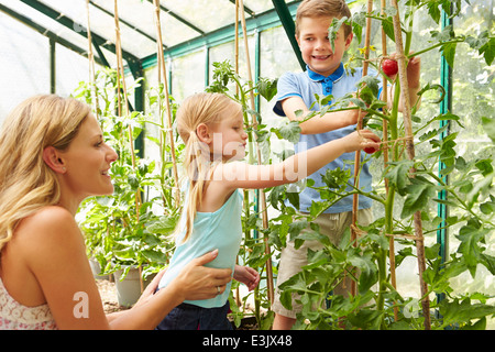 Mutter und Kinder, die Ernte von Tomaten im Gewächshaus Stockfoto