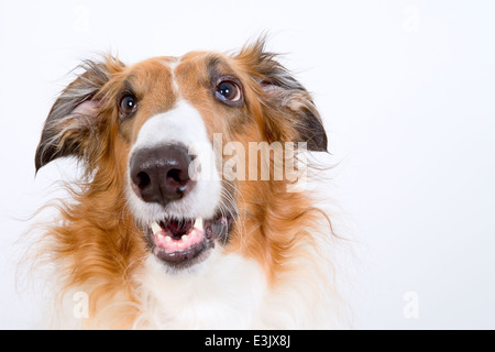 Barsoi Hund Russian Wolfhound Nahaufnahme Stockfoto