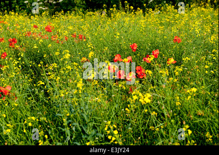 Schönen grünen Wiese mit roten Mohnblumen auf eine Sommerzeit Stockfoto