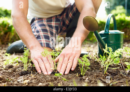 Nahaufnahme des Mannes Anpflanzen von Setzlingen im Boden auf Zuteilung Stockfoto