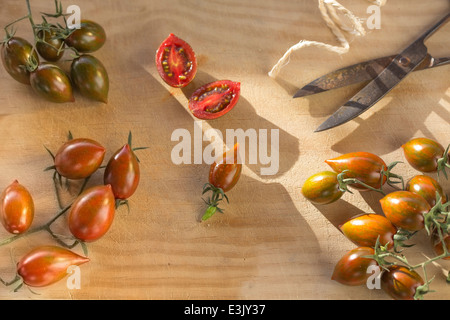 Trauben von Spitzen Tomaten mit Vintage Metallscheren auf Holz in der späten Nachmittagssonne Stockfoto