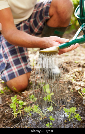 Nahaufnahme des Mannes Bewässerung Sämlinge im Boden auf Zuteilung Stockfoto