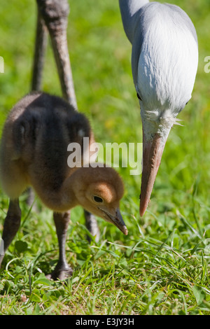 Blau, Paradies oder Stanley Kräne (Anthropoides Paradisea). Erwachsener mit 10 Tage alten Küken, auf der Suche nach Wirbellosen Gras. Stockfoto