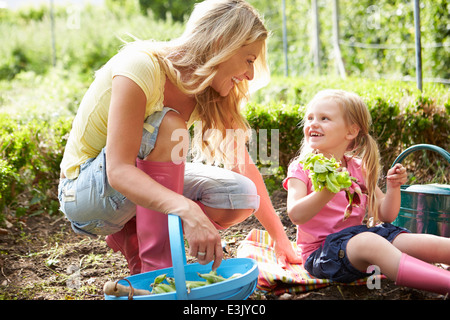 Mutter und Tochter Ernte Rettich auf Zuteilung Stockfoto