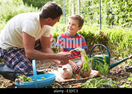 Vater und Sohn, die Karotten auf Zuteilung zu ernten Stockfoto