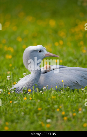 Blau, Paradies oder Stanley Kran (Anthropoides Paradisea). Erwachsenes Weibchen brüten 8 Tage alten Küken; ein Küken mit Kopf zeigt. Stockfoto