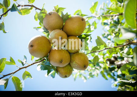 Birnen an einem Baum hängen Stockfoto