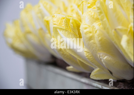 Anbau von Chicorée Stockfoto