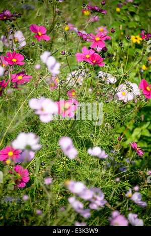 wilde Blumen Stockfoto