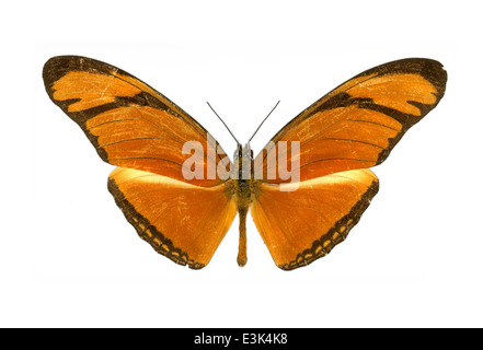 Lepidoptera, Nymphalidae, Dryas Iulia, Hübner 1807, Julia Heliconian, The Flame, Flambeau Stockfoto