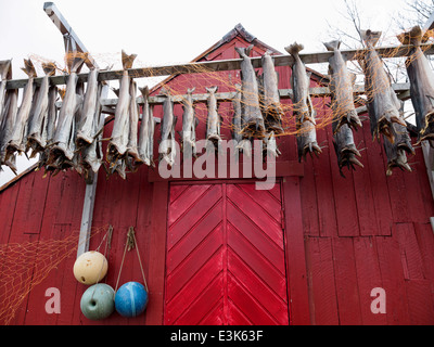Stockfisch wird vor einem Haus in Henningsvær auf den Lofoten Trocknen aufgehängt. Stockfoto