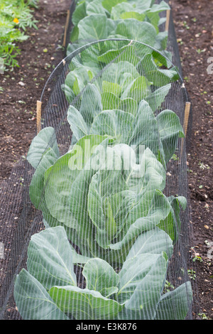 Brassica Oleracea. Oxheart Kohl unter Aufrechnung in einem Gemüsegarten Stockfoto