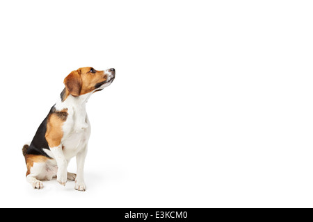 Studioportrait von Beagle Hund vor weißem Hintergrund Stockfoto