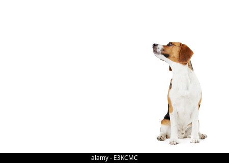 Studioportrait von Beagle Hund vor weißem Hintergrund Stockfoto