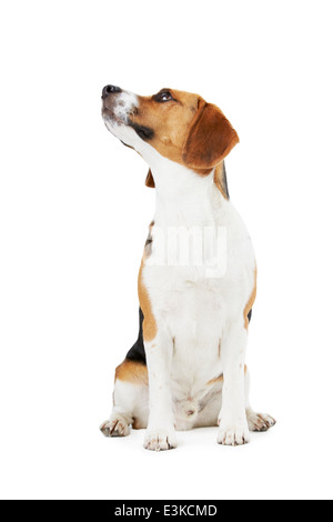 Studioportrait von Beagle Hund vor weißem Hintergrund Stockfoto