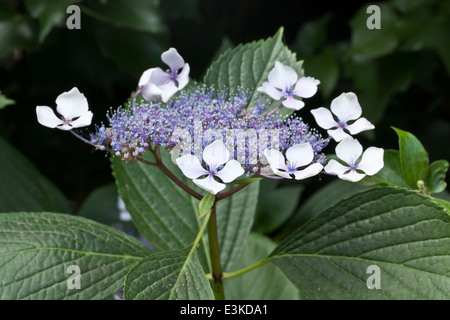 Hortensia Veitchii Stockfoto