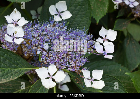 Hortensia Veitchii Stockfoto