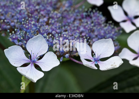 Hortensia Veitchii Stockfoto