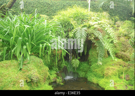 Wasserfall Umgeben von Fern im Tatton Park im Frühling, neben Knutsford in Cheshire, England, Großbritannien Stockfoto