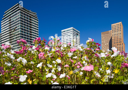 Bereich der Wildblumen Finanzviertel Zuidas [Südachse] Amsterdam Türme der Niederlande Stockfoto