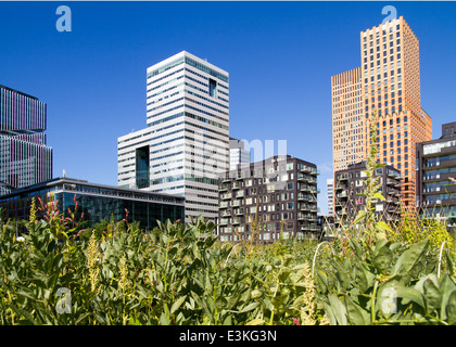 Bereich der Mais Finanzviertel Zuidas [Südachse] Amsterdam Türme der Niederlande Stockfoto