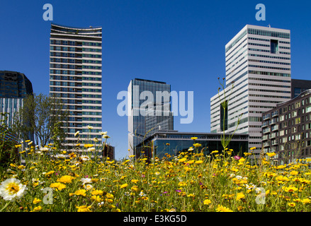 Bereich der Wildblumen Finanzviertel Zuidas [Südachse] Amsterdam Türme der Niederlande Stockfoto