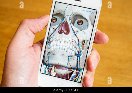 Detail der pädagogischen medizinischen 3D Anatomieatlas auf ein iPhone-Smartphone Stockfoto