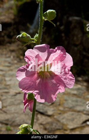 Alcea Rosea; Stockfoto