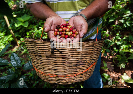 27. September 2013 - Agustin De Iturbide, Chiapas, Mexiko - LEBESTAIN LOPEZ PEREZ von Agustin de Iturbide, Chiapas, Mex. zeigt rote Kaffeebeeren aus seinem Parcela in der Nähe von Augustin de Iturbide geerntet.  Perez ist einer der 30 Kaffee-Bauern mit dem Cafe Justo Kaffee kooperatives Arbeiten. Kaffee-Kooperativen in Chiapas, Mex. bieten wirtschaftliche Chance in einer finanziell depressiven Bereich Begründung Möchtegern Einwanderer in Mexiko zu bleiben. (Kredit-Bild: © wird Seberger/ZUMAPRESS.com) Stockfoto