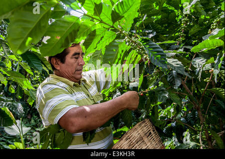 27. September 2013 - Agustin De Iturbide, Chiapas, Mexiko - LEBESTAIN LOPEZ PEREZ von Agustin de Iturbide, Chiapas, Mex.  Perez ist einer der 30 Kaffee-Bauern mit dem Cafe Justo Kaffee kooperatives Arbeiten. Kaffee-Kooperativen in Chiapas, Mex. bieten wirtschaftliche Chance in einer finanziell depressiven Bereich Begründung Möchtegern Einwanderer in Mexiko zu bleiben. (Kredit-Bild: © wird Seberger/ZUMAPRESS.com) Stockfoto