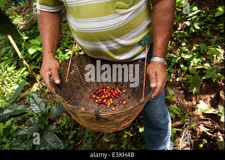 27. September 2013 - Agustin De Iturbide, Chiapas, Mexiko - LEBESTAIN LOPEZ PEREZ von Agustin de Iturbide, Chiapas, Mex. zeigt rote Kaffeebeeren aus seinem Parcela in der Nähe von Augustin de Iturbide geerntet.  Perez ist einer der 30 Kaffee-Bauern mit dem Cafe Justo Kaffee kooperatives Arbeiten. Kaffee-Kooperativen in Chiapas, Mex. bieten wirtschaftliche Chance in einer finanziell depressiven Bereich Begründung Möchtegern Einwanderer in Mexiko zu bleiben. (Kredit-Bild: © wird Seberger/ZUMAPRESS.com) Stockfoto