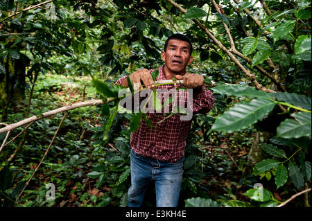 27. September 2013 - Agustin De Iturbide, Chiapas, Mexiko - GENARO MEZA MENDEZ Werke einen Kaffee Parcela in der Nähe von Agustin de Iturbide, Chiapas, Mex.Coffee-kooperativen in Chiapas, Mex. bieten wirtschaftliche Chance in einer finanziell depressiven Bereich Begründung Möchtegern Einwanderer in Mexiko zu bleiben. (Kredit-Bild: © wird Seberger/ZUMAPRESS.com) Stockfoto