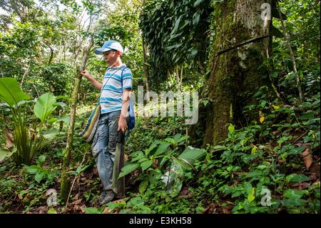 27. September 2013 - Agustin De Iturbide, Chiapas, Mexiko - JONATHON PEREZ, ein pre-Teen, arbeitet ein Kaffee Parcela im Besitz von seinem Großvater in der Nähe von Agustin de Iturbide, Chiapas, Mex.Coffee-kooperativen in Chiapas, Mex. bieten wirtschaftliche Chance in einer finanziell depressiven Bereich Begründung Möchtegern Einwanderer in Mexiko zu bleiben. (Kredit-Bild: © wird Seberger/ZUMAPRESS.com) Stockfoto