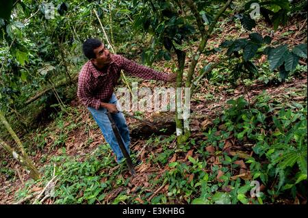 27. September 2013 - Agustin De Iturbide, Chiapas, Mexiko - GENARO MEZA MENDEZ Werke einen Kaffee Parcela in der Nähe von Agustin de Iturbide, Chiapas, Mex.Coffee-kooperativen in Chiapas, Mex. bieten wirtschaftliche Chance in einer finanziell depressiven Bereich Begründung Möchtegern Einwanderer in Mexiko zu bleiben. (Kredit-Bild: © wird Seberger/ZUMAPRESS.com) Stockfoto