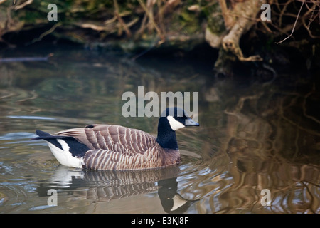 Schwimmen gackern Gans, Branta hutchinsii Stockfoto