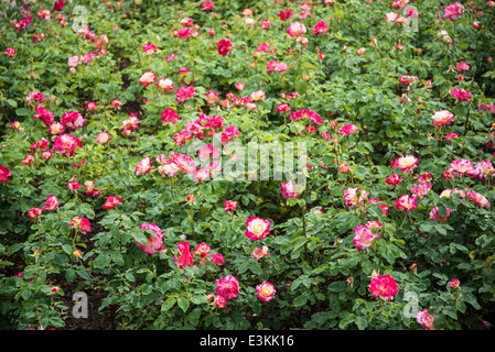 Rose 'Double Delight' Stockfoto