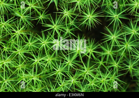 Nahaufnahme von Polytrichum Moos, Schottland, Großbritannien. Stockfoto