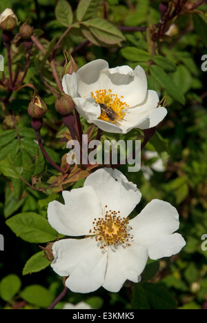 Feld-Rose (Rosa Arvensis) in der englischen Landschaft im Sommer blühen Stockfoto