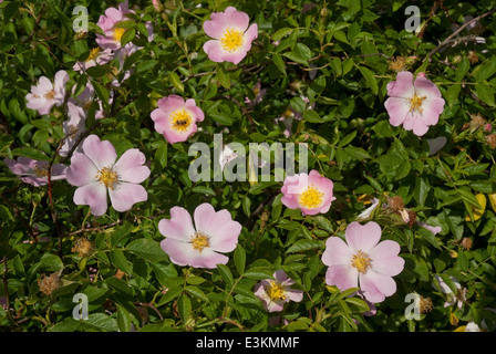 Hundsrose (Rosa Canina) in der britischen Landschaft im Sommer blühen Stockfoto