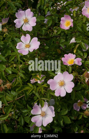 Hundsrose (Rosa Canina) in der britischen Landschaft im Sommer blühen Stockfoto