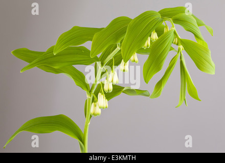 Ein Solomans Siegel (Polygonatum) Pflanzen und Blumen Stockfoto