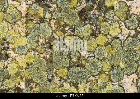 Grünen Flechten (Karte Flechten oder Rhizocarpon Geographicum) wächst auf der Rückseite eines Grabsteins. Stockfoto